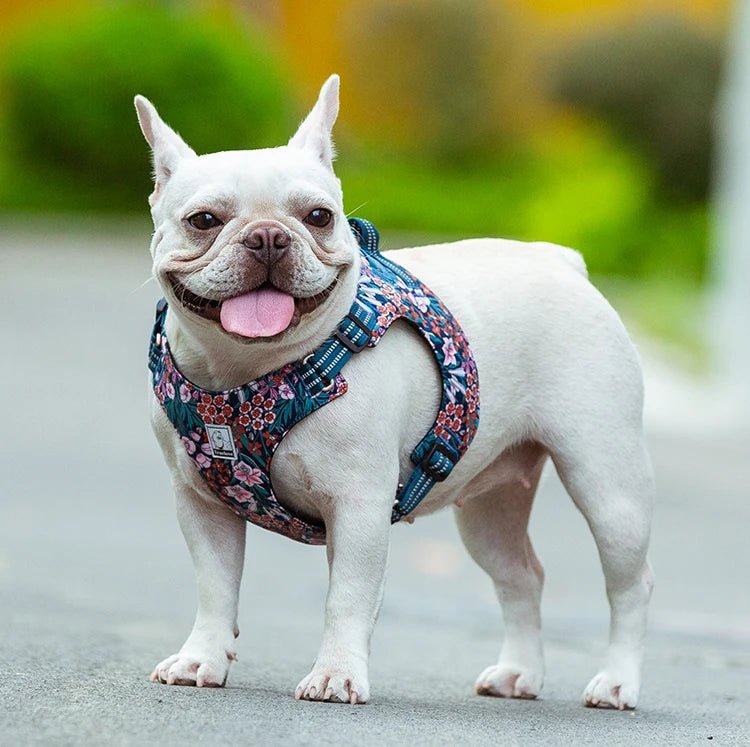 Hundegeschirr "Bello" aus Baumwolle - Viamilo